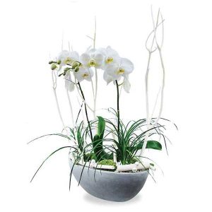 composition plantée orchidée
