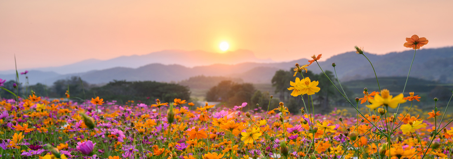 Fleurs Kammerer membre du Collectif de la Fleurs Française