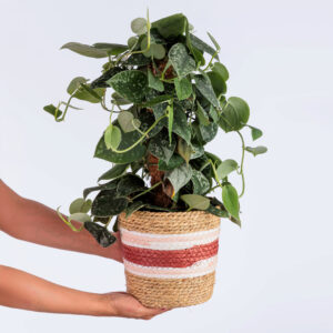 Compacta plante verte dans son cache pot