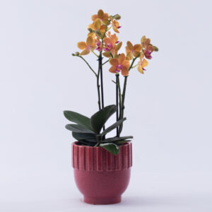 Orchidée orange