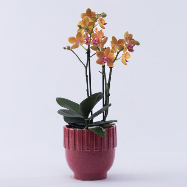 Orchidée orange