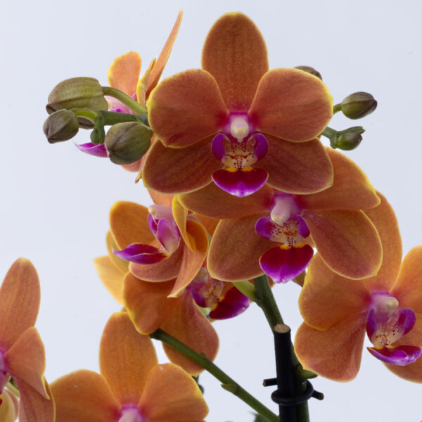 Orchidée orange – Image 2