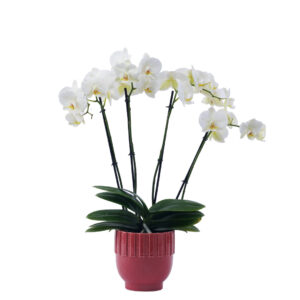 Orchidée blanche