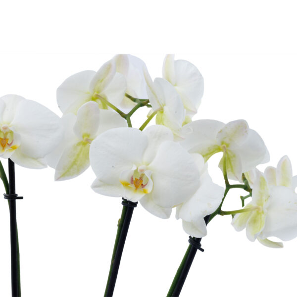 Orchidée blanche – Image 2