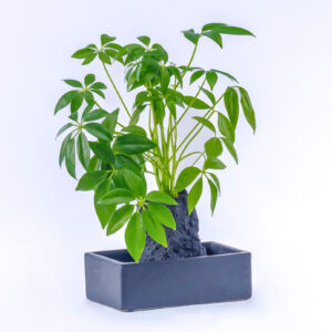 Plante Lova