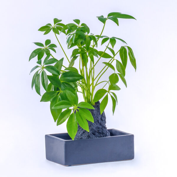 Plante Lova