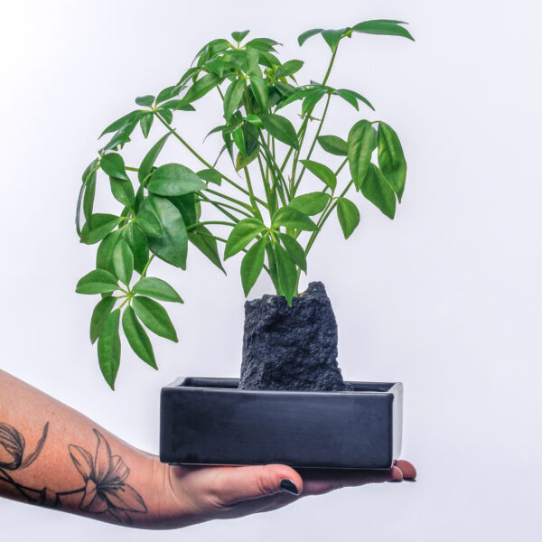Plante Lova – Image 2