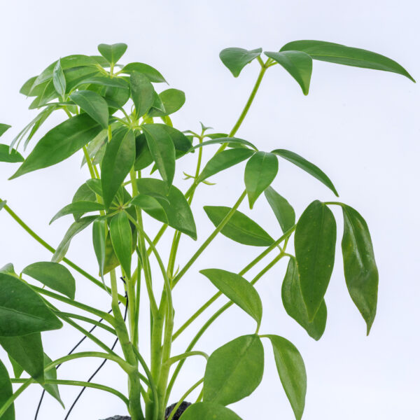 Plante Lova – Image 3